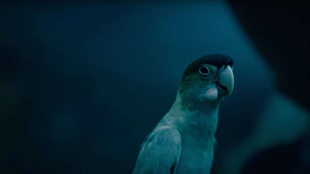 封面 封面